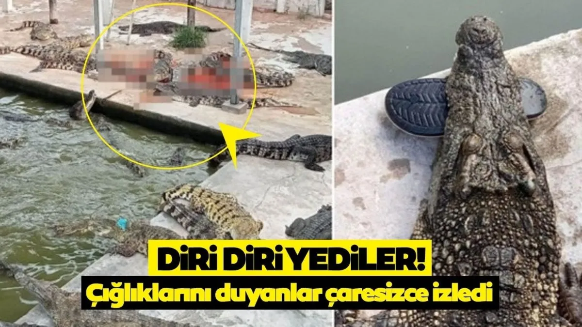 Tam 40 tane timsahın arasında kaldı! Yaşlı adamı diri diri yuttular, geriye sadece terliği kaldı…